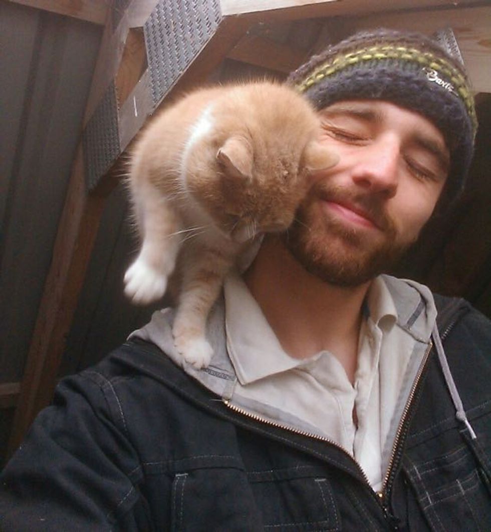 Affectionate Shoulder Cat Love Meow