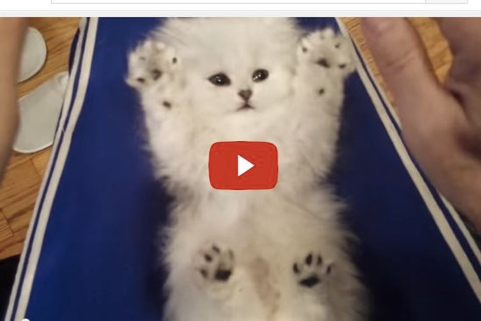 Ticklish Kitten Unbelievably Cute Toe Beans!