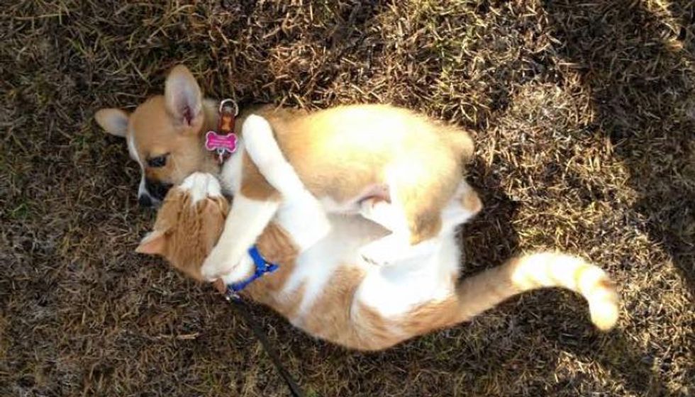 9 Adorable Pics of Cat And His Corgi Best Friends