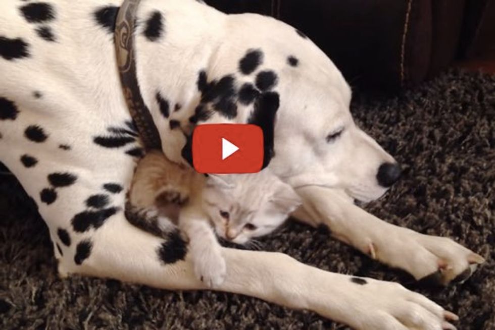 Caring Dalmatian Snuggles with Kitten