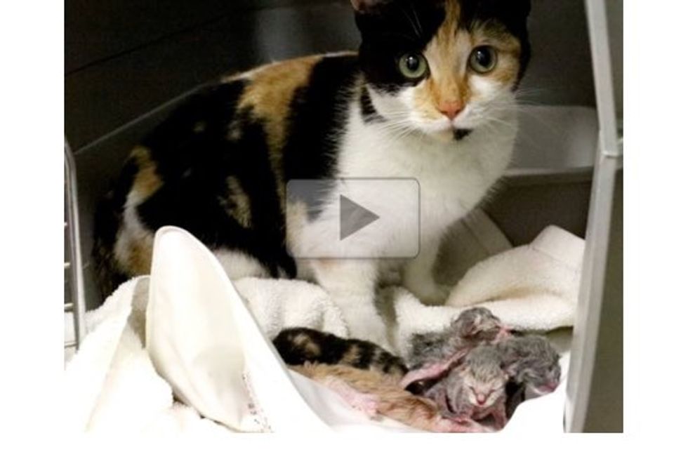Homeless Pregnant Cat Rescued From The Streets and Cold