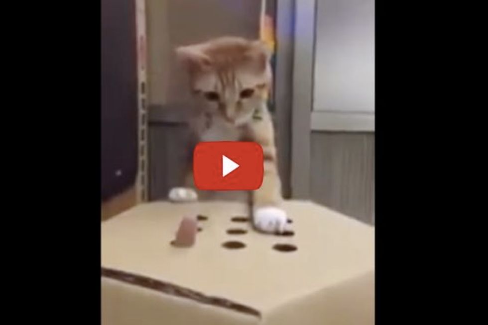 Cat Plays Whack A Mole