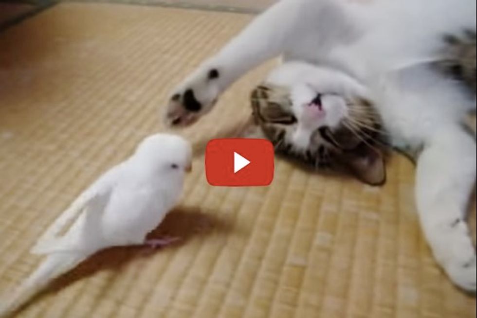 Bird wakes his best friend...a cat!
