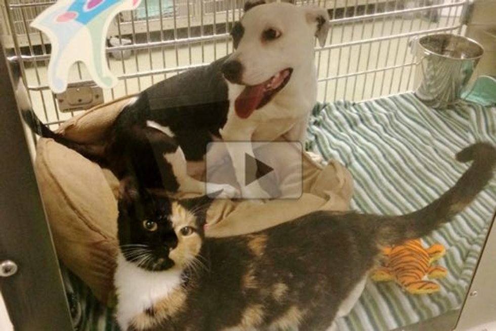 Dog and Cat Found Together As Strays Share Lifelong Friendship