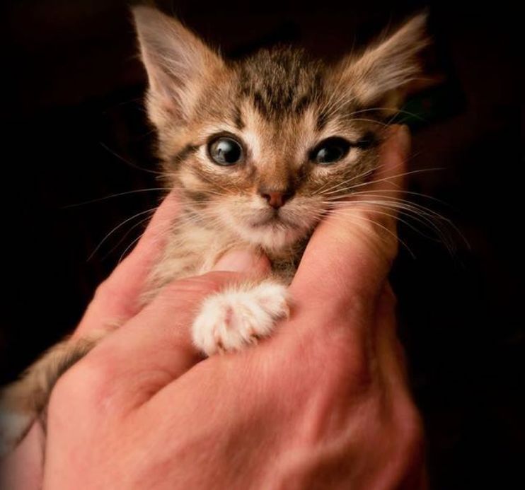 Eeyore' the kitty needs a new name after losing ears and tail to