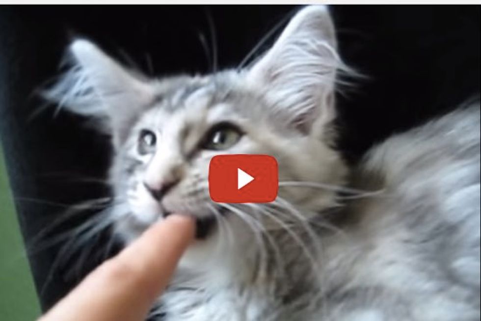 Maine Coon Kitten Squeaking and Purring