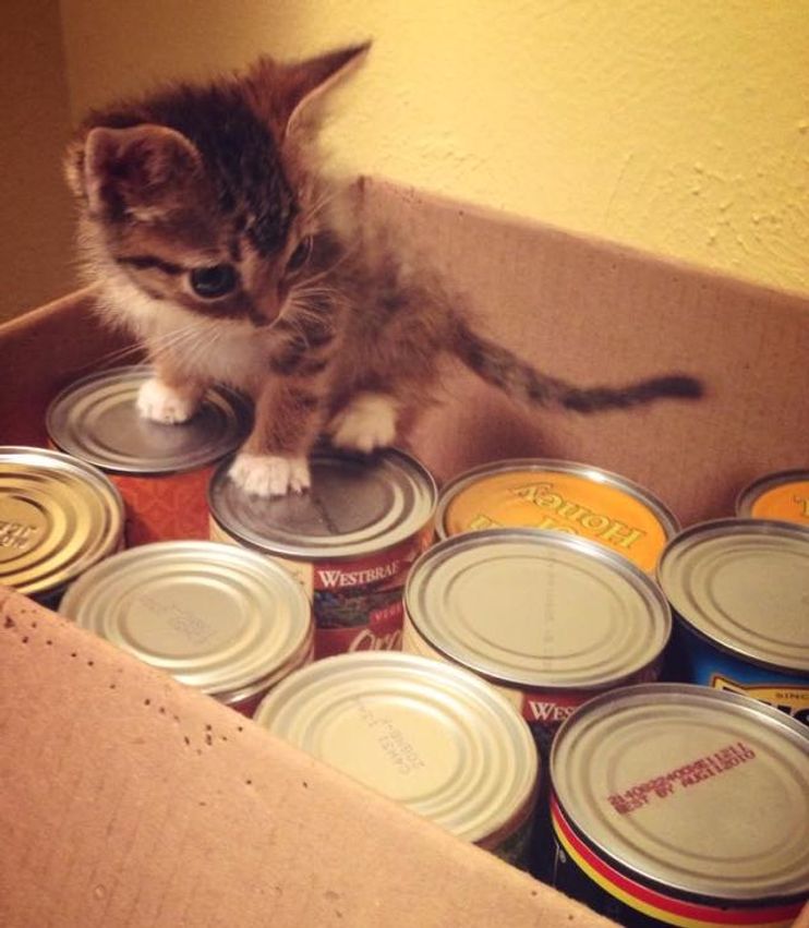 Eeyore' the kitty needs a new name after losing ears and tail to