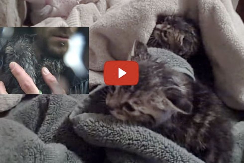 Kittens Rescued From Flood Water - Amazing Footage