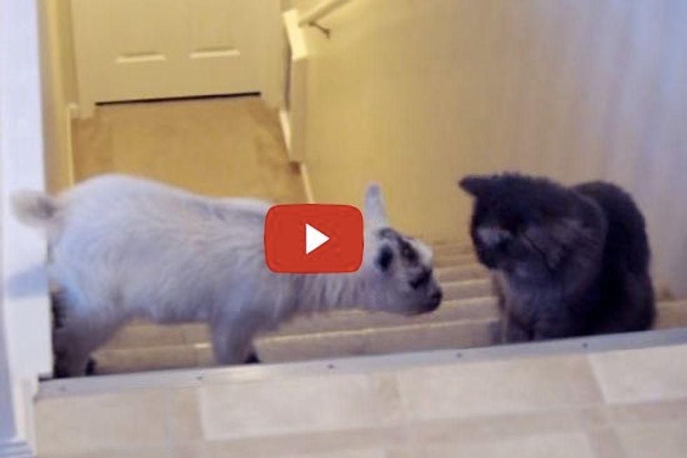 Cat Playing With Baby Goat