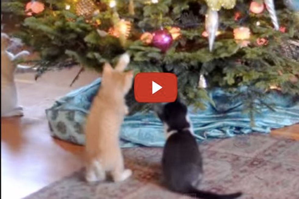 Kittens Jingle Bells