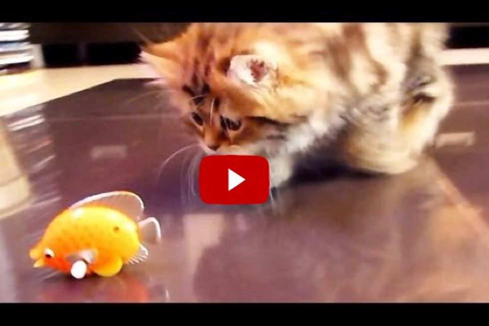 Cats Discover Something 'Fishy'