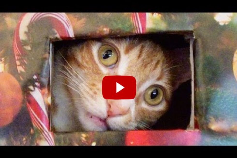 Cat Proof Christmas Tree For Cole And Marmalade