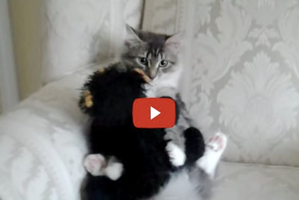 Siberian Cat Hugs and Cleans her Favorite Friend, a Teddy Bear...