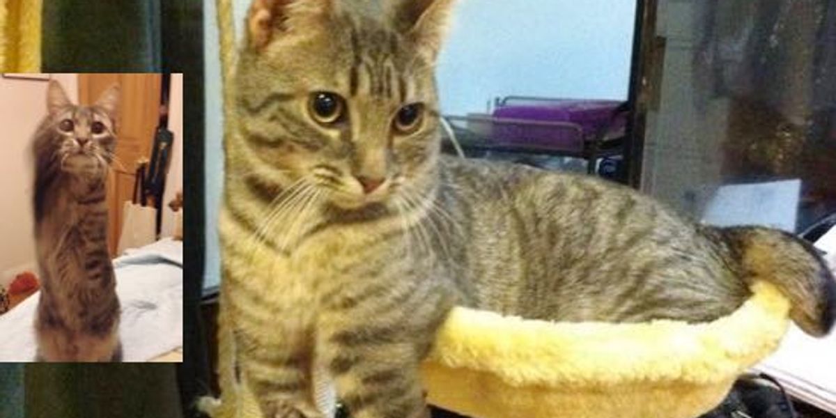 Thumper The 2 Legged Cat, Hops Like A Bunny, Acts Like a Puppy Love Meow