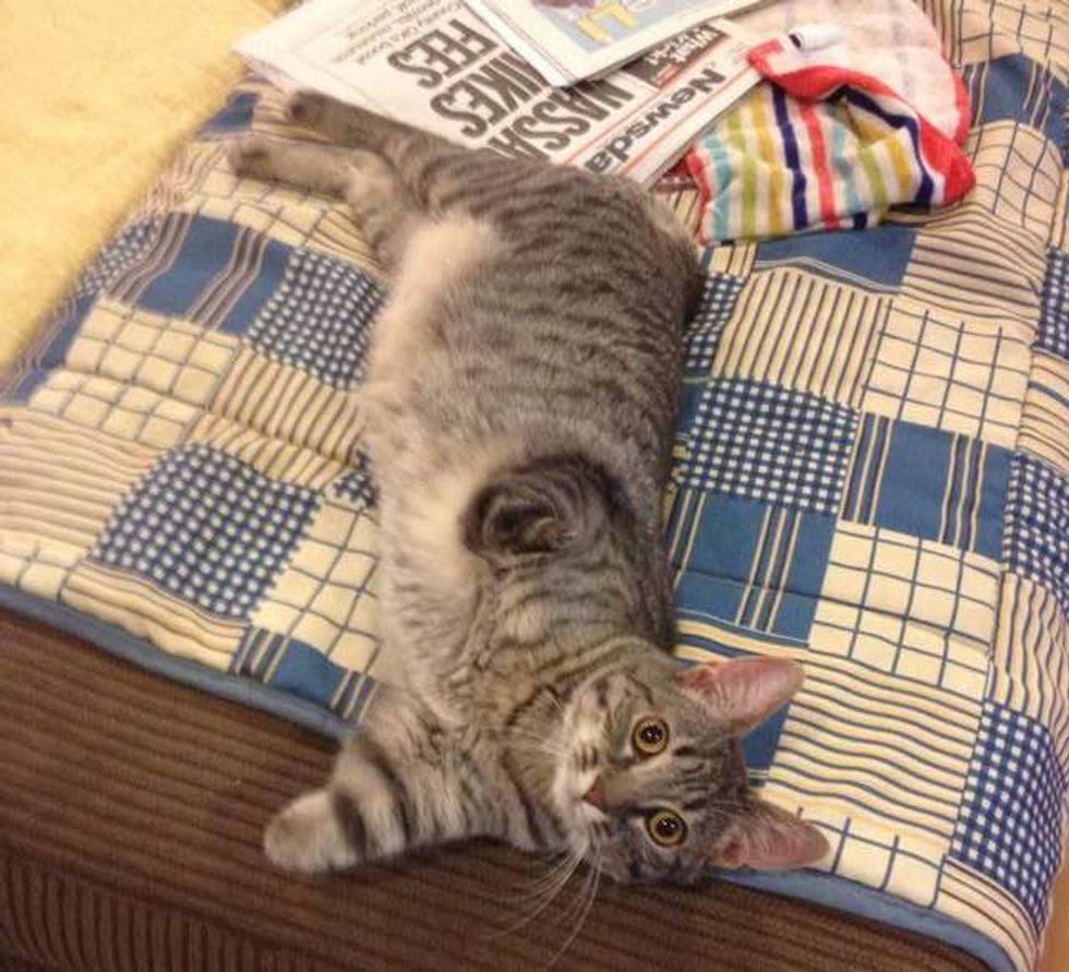 Thumper The 2 Legged Cat, Hops Like A Bunny, Acts Like a Puppy Love Meow