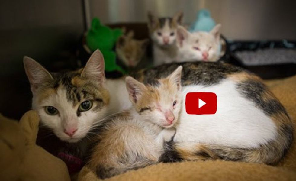Kittens Rescued From Industrial Warehouse Reunited With Cat Mother