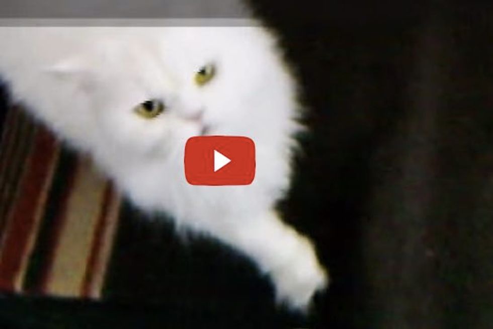 Bela, a Persian Cat: Her Demands for Petting