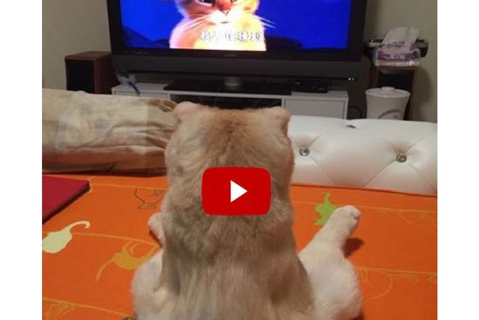 Cat Doesn't Want To Miss The Best Part Of Her Favorite TV Show