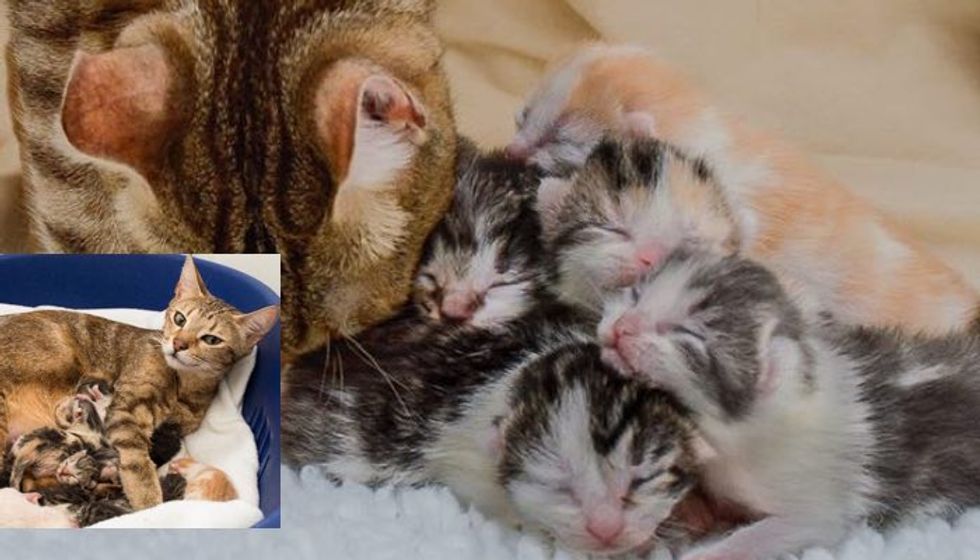 Sweet Rescue Cat Mother Gave Birth to 10 Baby Kittens