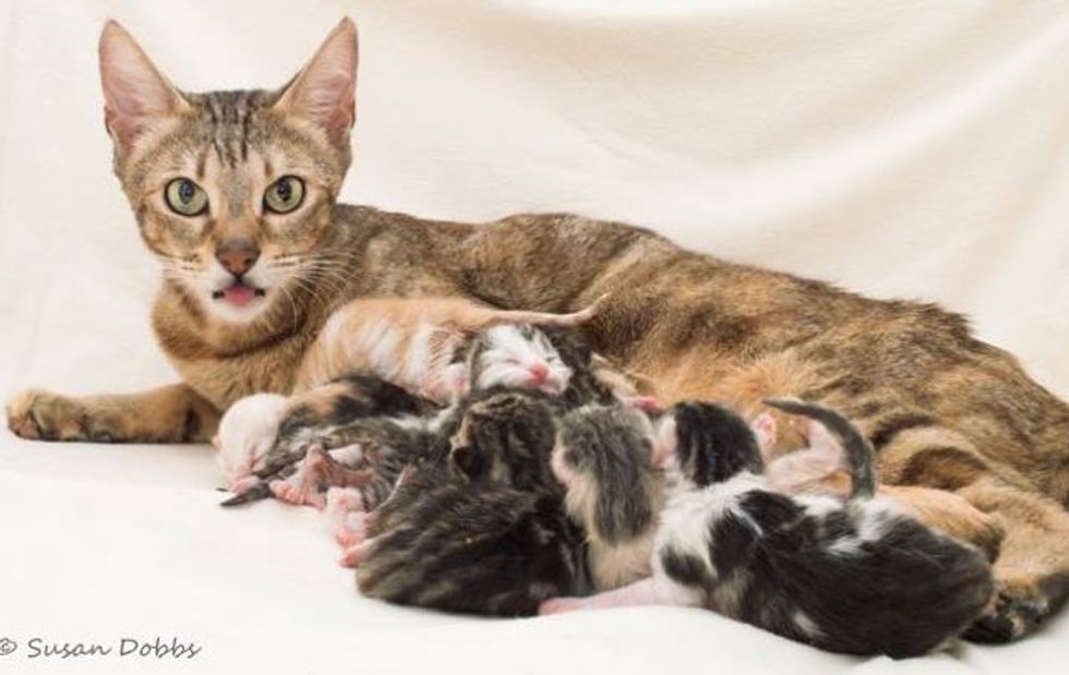 Sweet Rescue Cat Mother Gave Birth to 10 Baby Kittens - Love Meow