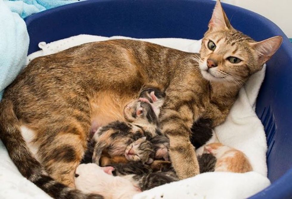 Sweet Rescue Cat Mother Gave Birth to 10 Baby Kittens - Love Meow