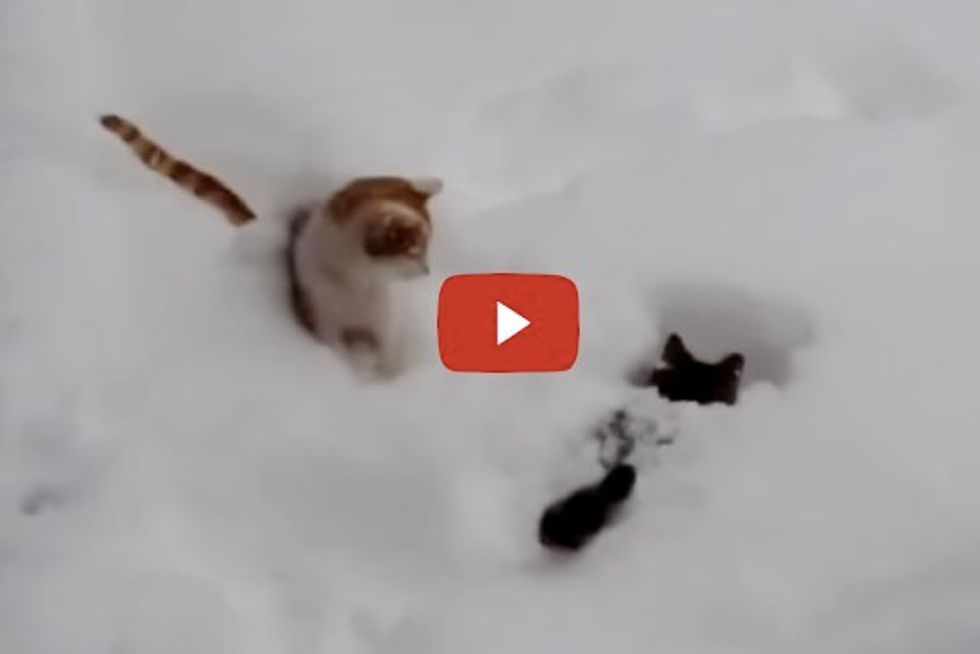 Cats Having a Great Time Playing in Snow