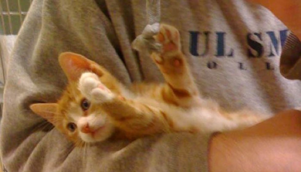 1 Pound Rescue Kitten 'Tiny' Turns into Majestic Cat!
