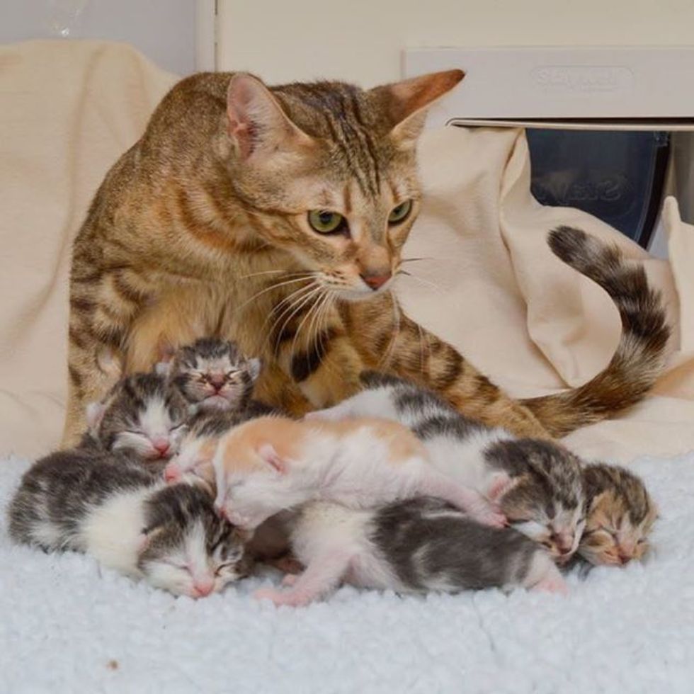 Sweet Rescue Cat Mother Gave Birth to 10 Baby Kittens - Love Meow