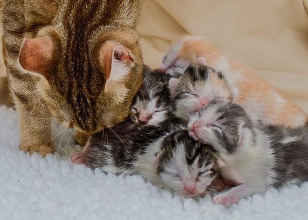 Sweet Rescue Cat Mother Gave Birth to 10 Baby Kittens - Love Meow