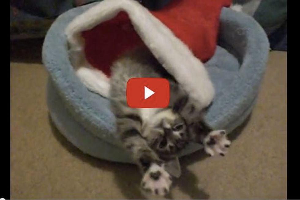 Kitten Waking Up in His Christmas Hat