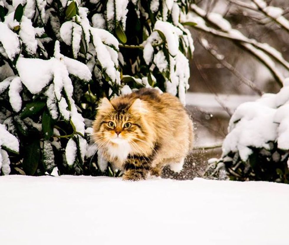 Siberian Forest Cats Rescued by A Couple, Now Play With Snow for the