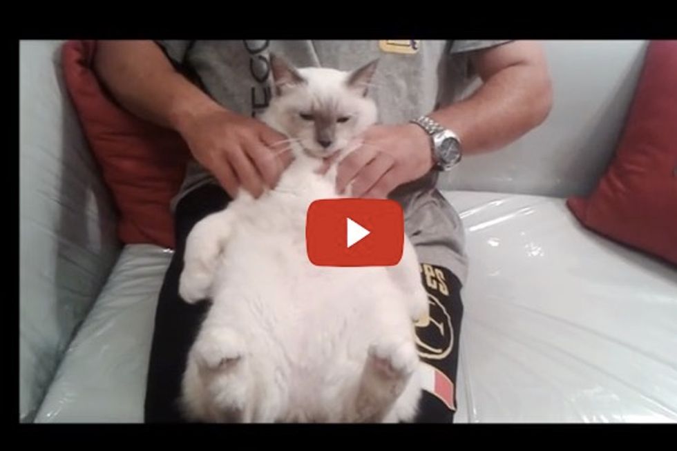 Cat massage - Romeo the Cat Stitch into Relax Mode