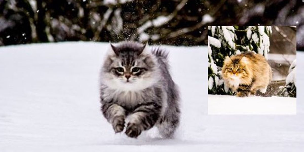 Siberian Forest Cats Rescued by A Couple, Now Play With Snow for the