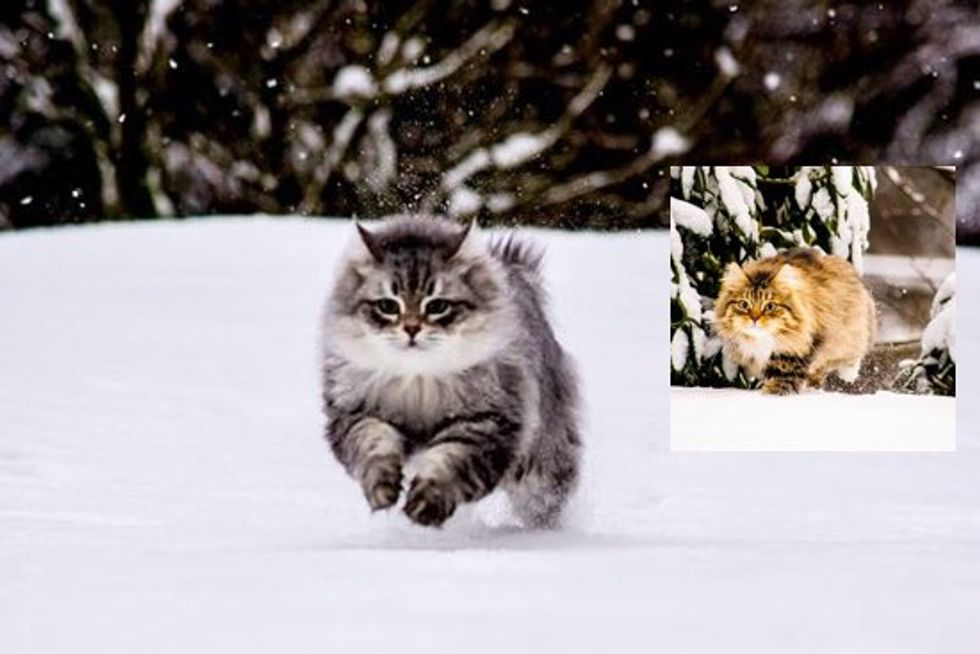 Siberian Forest Cats Rescued by A Couple, Now Play With Snow for the First Time