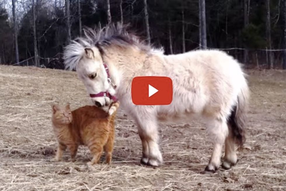Ginger Cat Wants Petting from Miniature Horse