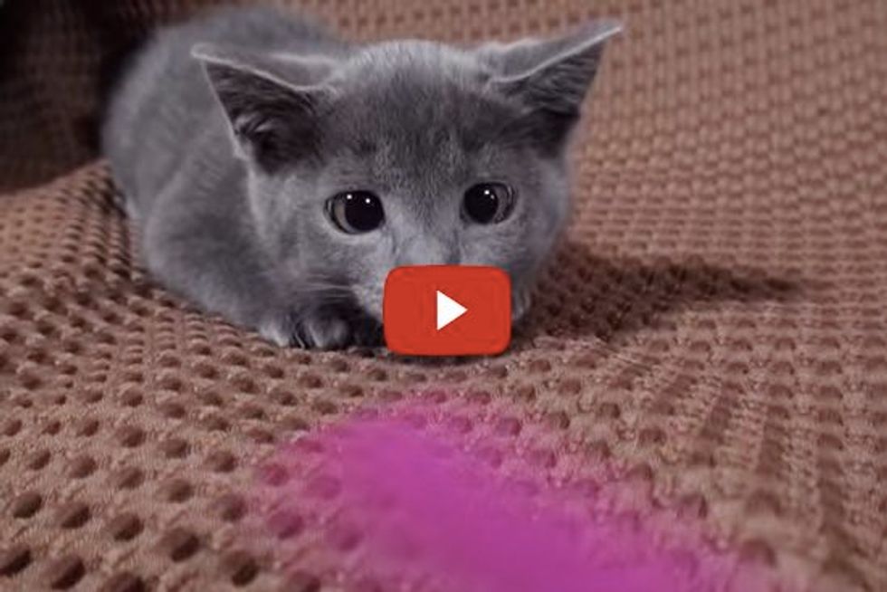 Kitten in Hunting Mode, Ready to Pounce
