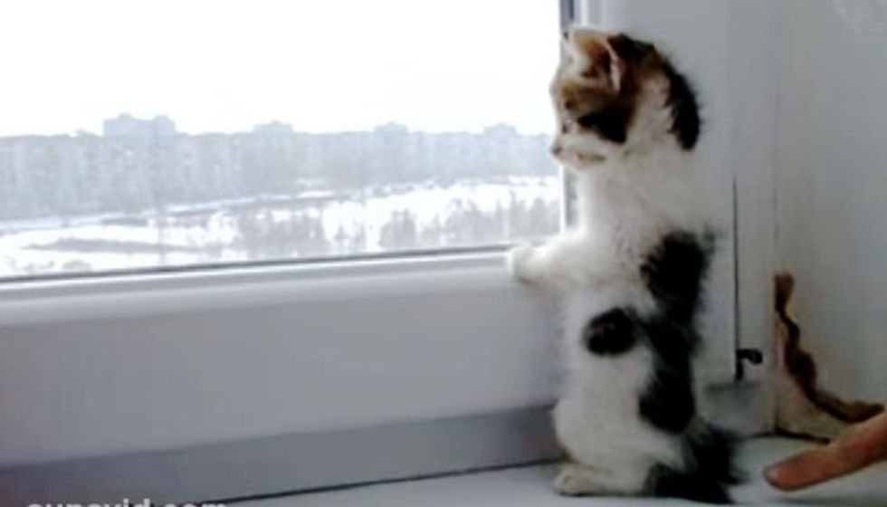 Curious Kitten Looking out the Window