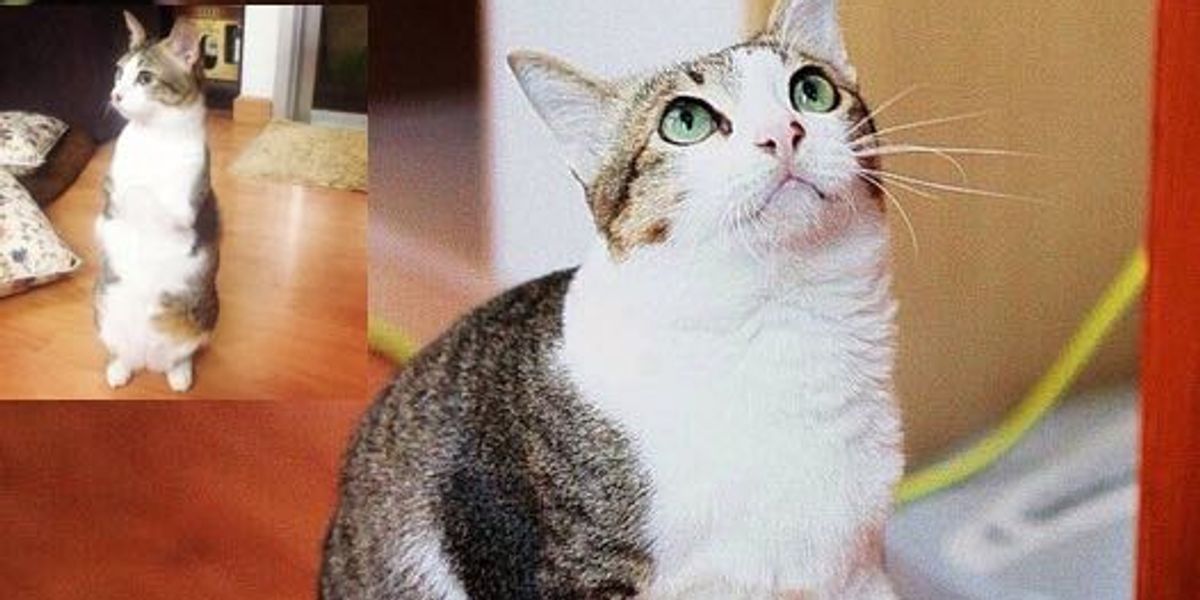 Able the 2 Legged Cat Can Walk and Jump Like a Champ Love Meow