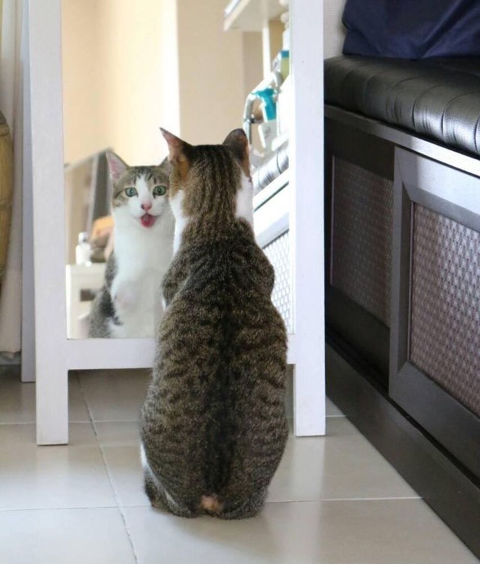 Able the 2 Legged Cat Can Walk and Jump Like a Champ Love Meow