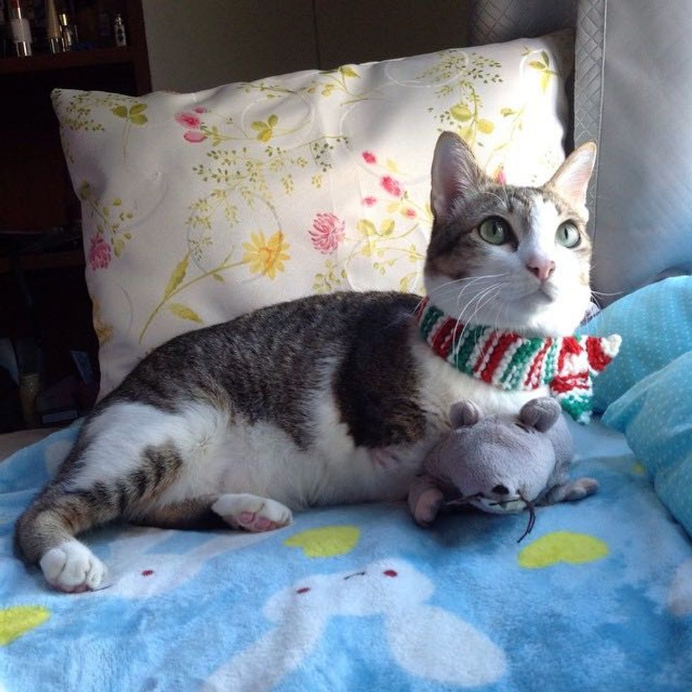 Able the 2 Legged Cat Can Walk and Jump Like a Champ Love Meow