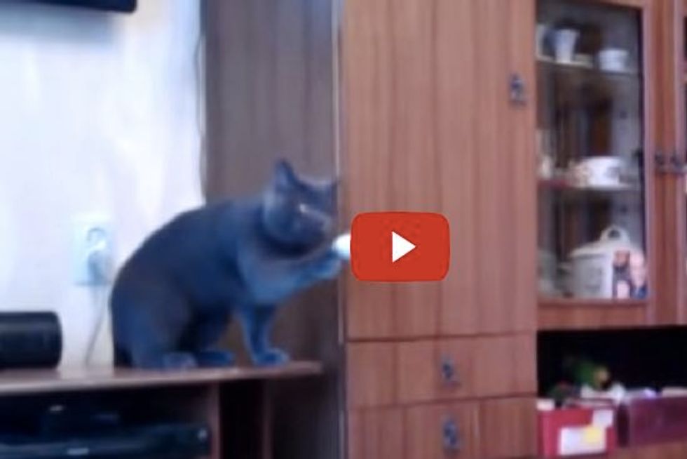 Cat Playing Ping-pong Tetherball