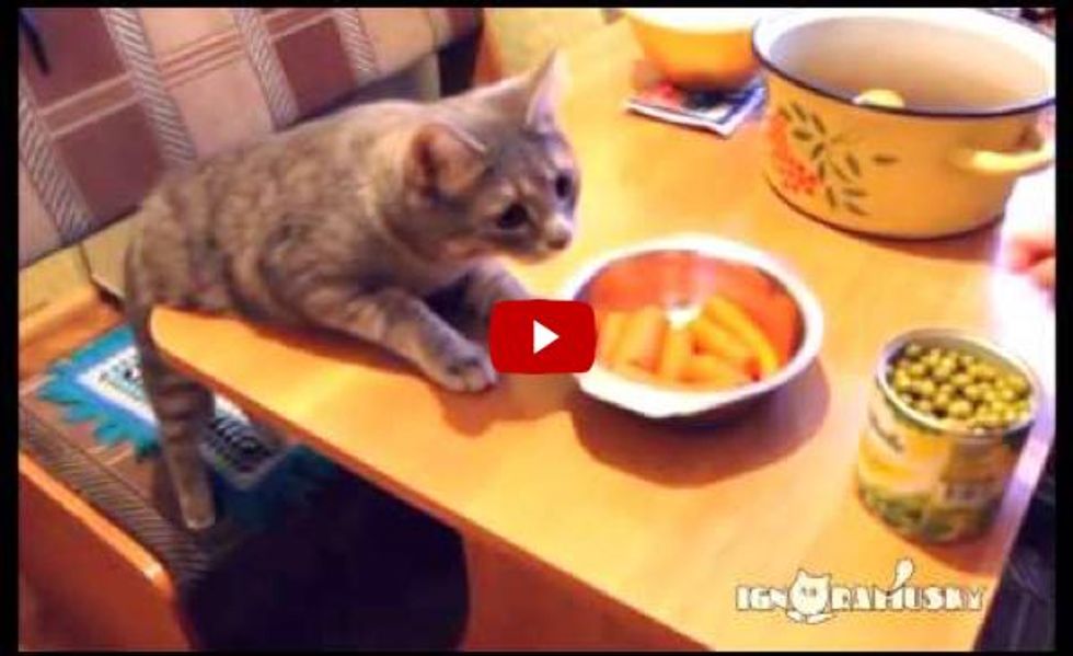 These Cats Attempt to Steal Their Humans' Food!