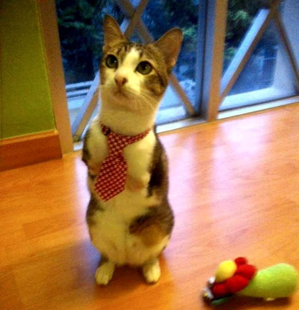 Able the 2 Legged Cat Can Walk and Jump Like a Champ Love Meow