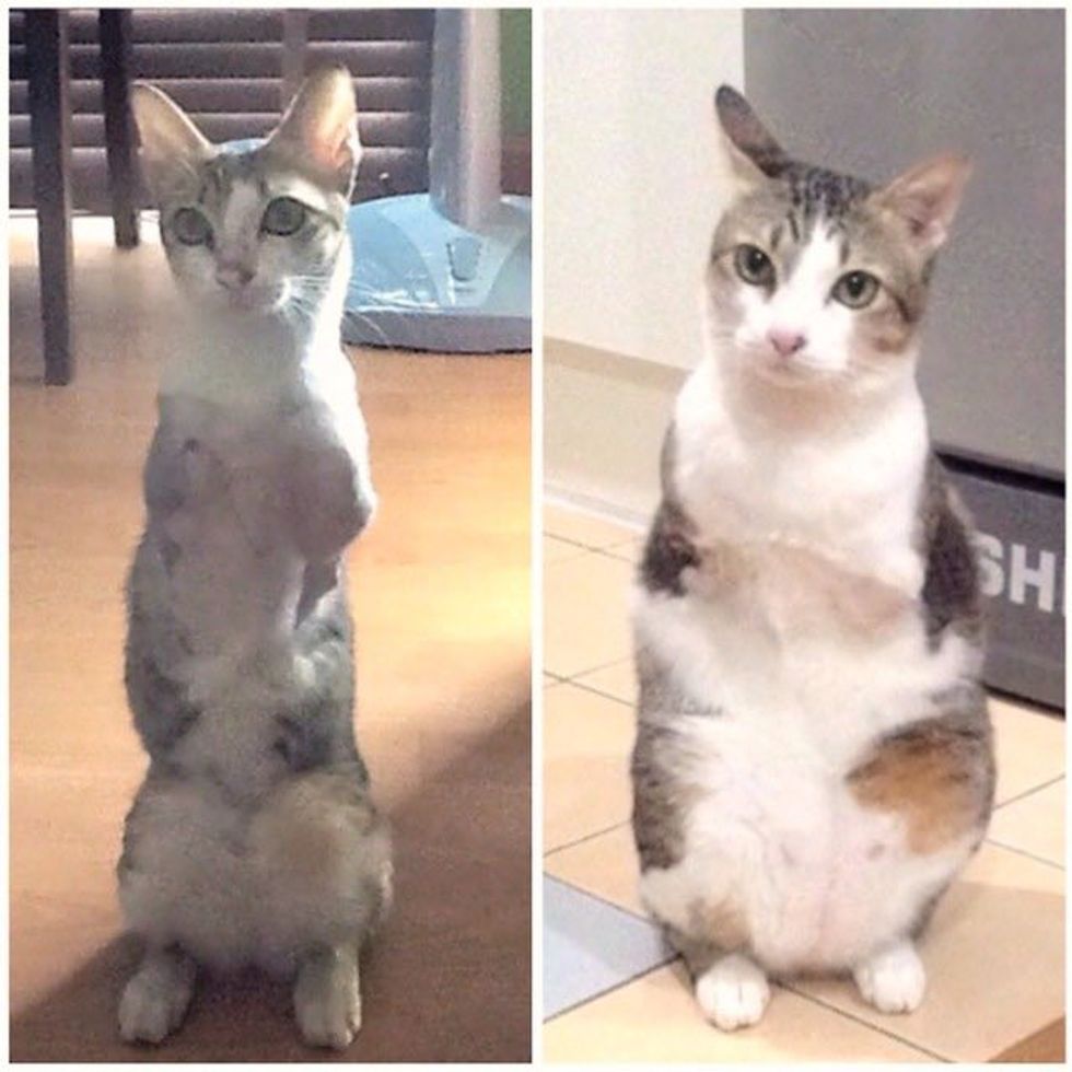 Able the 2 Legged Cat Can Walk and Jump Like a Champ Love Meow