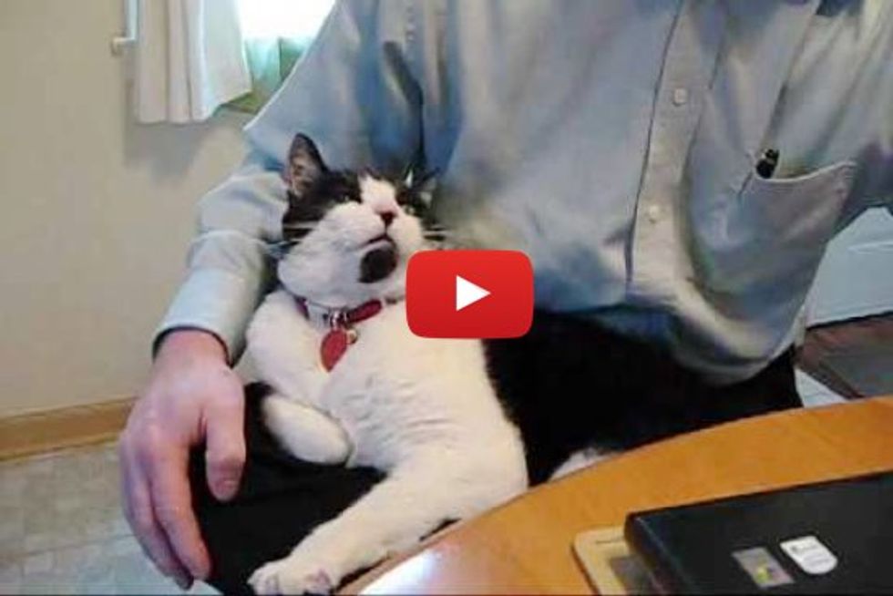 Man Tries to Work with His Cat Around