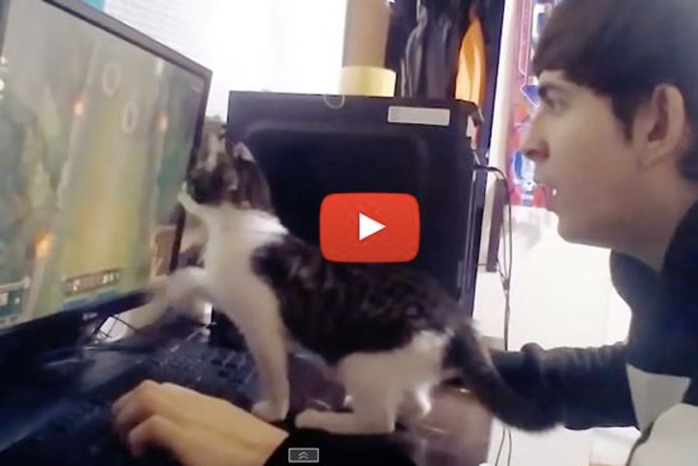 Playing a Video Game with Your Cat Around