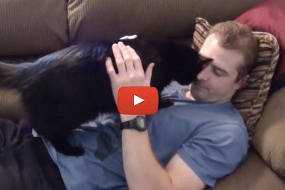 Cole the Cat Really Loves His Human! - Snuggle Compilation