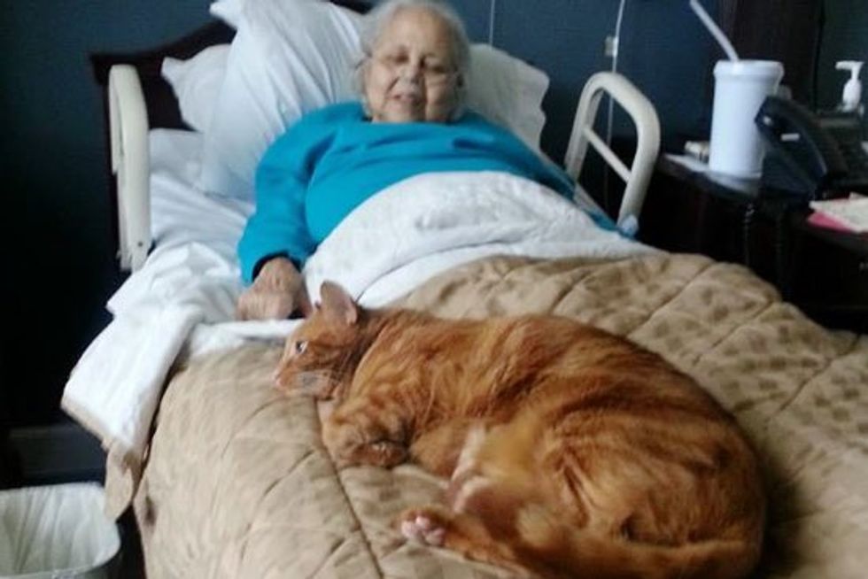 Cat Misses Grandma who Checked into Rehab Facility. They Sneak Him in to See her