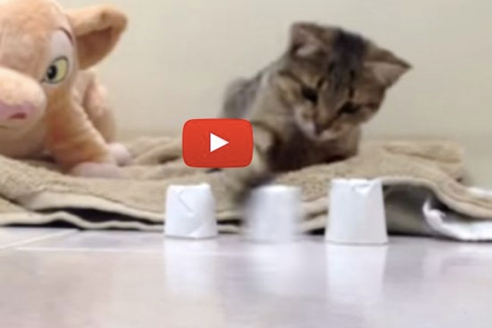 Cat Plays Cup Guessing Game