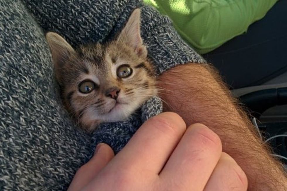 Employees Save Kitten Crying Outside an Office